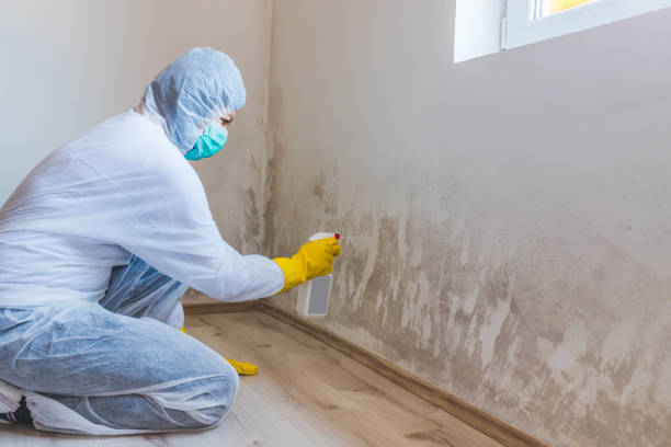 Licensed Basement Mold Remediation service in Everett, WA - WQB Mold Removal