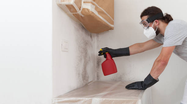 Professional Basement Mold Remediation technician working in Everett, WA