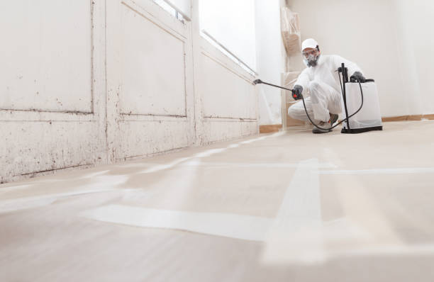 24/7 Emergency Basement Mold Remediation experts in Everett, WA