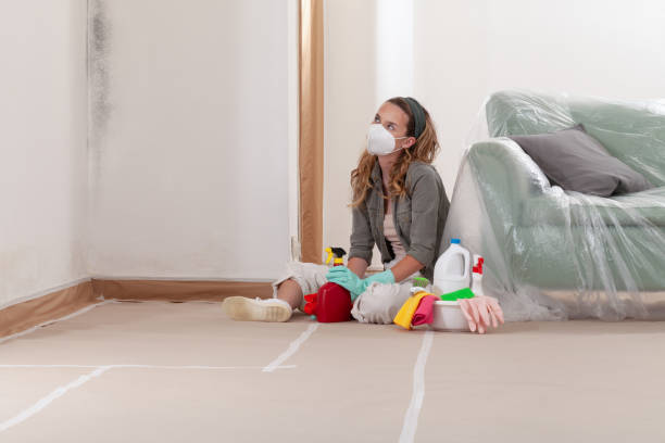 Reliable Basement Mold Remediation contractor in Everett, WA by WQB Mold Removal
