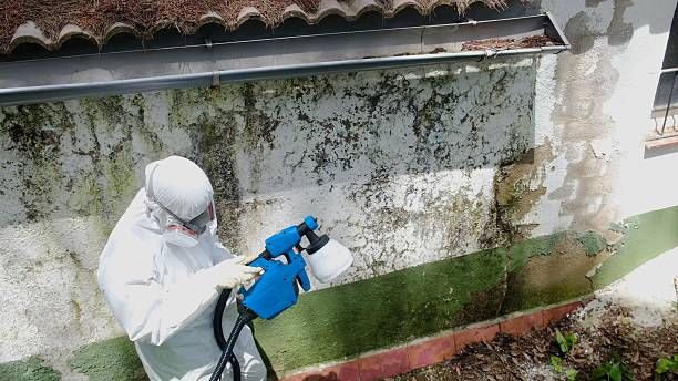 Top rated local Basement Mold Remediation specialists in Everett, WA